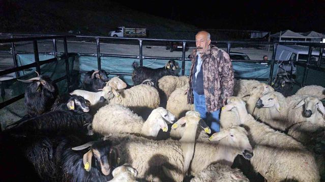 Elazığ'da Kurban Bayramı'nın Kalbi Atıyor: Besicilerin Yüzyıllık Emeği ve Canlanan Ekonomi