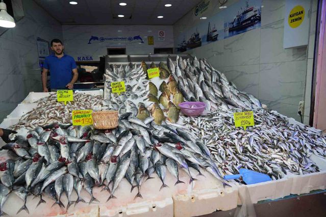 Karadeniz'de palamut sezonu bereketli açıldı: Tezgahlarda tanesi 150 TL'den satışta