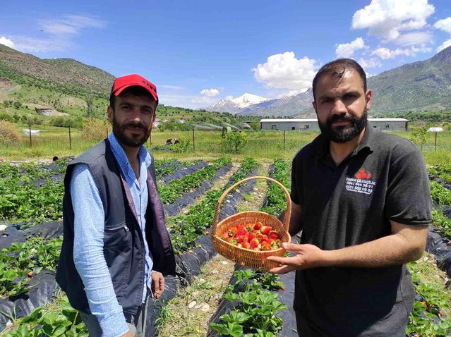 Batman'ın Sason İlçesinde Organik Çilek Devrimi: İlk Hasat Yüksek Beklentilerle Başladı