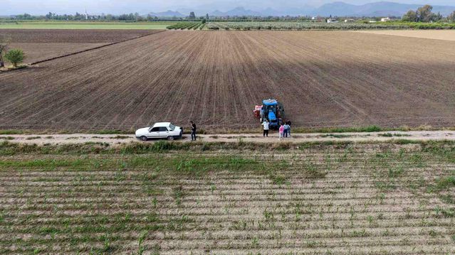Kozan'da Dolu Kayıpları Ayçiçeği ile Telafi Ediliyor