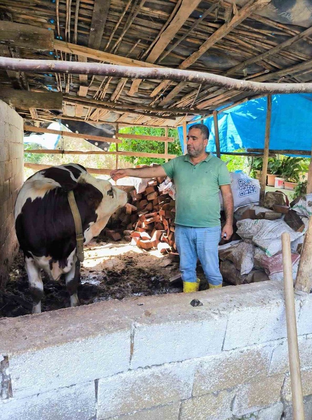 Hatay'da SAT-1 Şap Salgınına Karşı Kapsamlı Seferberlik: Hayvancılığın Geleceği Aşı Kalkanıyla Korunuyor